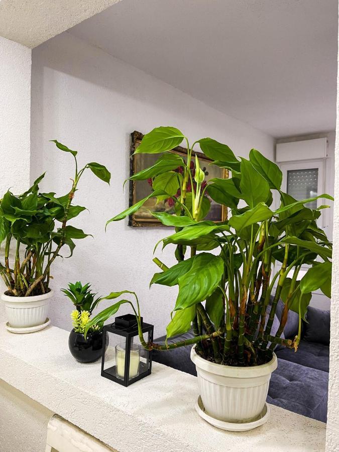 Apartment Tatjana Kragujevac Dış mekan fotoğraf